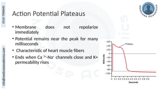 Action Potential Plateaus
• Membrane does not repolarize
immediately
• Potential remains near the peak for many
milliseconds
• Characteristic of heart muscle fibers
• Ends when Ca 2+
-Na+
channels close and K+
permeability rises
 