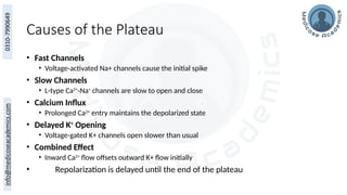 Causes of the Plateau
• Fast Channels
• Voltage-activated Na+ channels cause the initial spike
• Slow Channels
• L-type Ca2+
-Na+
channels are slow to open and close
• Calcium Influx
• Prolonged Ca2+
entry maintains the depolarized state
• Delayed K+
Opening
• Voltage-gated K+ channels open slower than usual
• Combined Effect
• Inward Ca2+
flow offsets outward K+ flow initially
• Repolarization is delayed until the end of the plateau
 