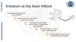 Initiation at the Axon Hillock
Graded potentials (dendrites
and cell bodies)
Spread toward the axon hillock
via local current flow.
Summation at axon Hillock
(area of highest voltage-gated
Na+ channels).
Threshold Trigger an "all-or-
none" action potential
Self-Propagation along the axon
without further stimulation
 