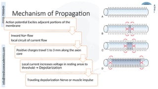 Mechanism of Propagation
Action potential Excites adjacent portions of the
membrane
Inward Na+ flow
local circuit of current flow
Positive charges travel 1 to 3 mm along the axon
core
Local current increases voltage in resting areas to
threshold Depolarization
→
Traveling depolarization Nerve or muscle impulse
 