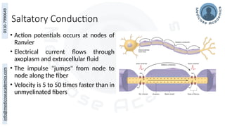 Saltatory Conduction
• Action potentials occurs at nodes of
Ranvier
• Electrical current flows through
axoplasm and extracellular fluid
• The impulse "jumps" from node to
node along the fiber
• Velocity is 5 to 50 times faster than in
unmyelinated fibers
 