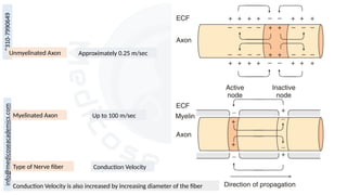 Approximately 0.25 m/sec
Up to 100 m/sec
Conduction Velocity
Unmyelinated Axon
Myelinated Axon
Type of Nerve fiber
Conduction Velocity is also increased by increasing diameter of the fiber
 