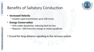 Benefits of Saltatory Conduction
• Increased Velocity
• Enables rapid transmission up to 100 m/sec
• Energy Conservation
• Only nodes depolarize, reducing total ion loss
• Requires ~100 times less energy to restore gradients
• Crucial for long-distance signaling in the nervous system
 