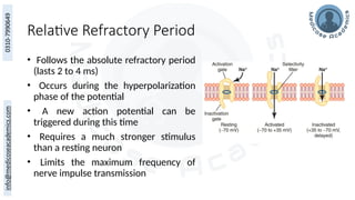 Relative Refractory Period
• Follows the absolute refractory period
(lasts 2 to 4 ms)
• Occurs during the hyperpolarization
phase of the potential
• A new action potential can be
triggered during this time
• Requires a much stronger stimulus
than a resting neuron
• Limits the maximum frequency of
nerve impulse transmission
 