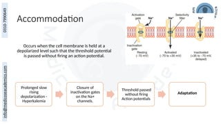 Accommodation
Prolonged slow
rising
depolarization -
Hyperkalemia
Closure of
inactivation gates
on the Na+
channels.
Threshold passed
without firing
Action potentials
Adaptation
Occurs when the cell membrane is held at a
depolarized level such that the threshold potential
is passed without firing an action potential.
 