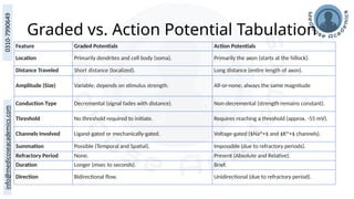 Graded vs. Action Potential Tabulation
Feature Graded Potentials Action Potentials
Location Primarily dendrites and cell body (soma). Primarily the axon (starts at the hillock).
Distance Traveled Short distance (localized). Long distance (entire length of axon).
Amplitude (Size) Variable; depends on stimulus strength. All-or-none; always the same magnitude
Conduction Type Decremental (signal fades with distance). Non-decremental (strength remains constant).
Threshold No threshold required to initiate. Requires reaching a threshold (approx. -55 mV).
Channels Involved Ligand-gated or mechanically-gated. Voltage-gated ($Na^+$ and $K^+$ channels).
Summation Possible (Temporal and Spatial). Impossible (due to refractory periods).
Refractory Period None. Present (Absolute and Relative).
Duration Longer (msec to seconds). Brief.
Direction Bidirectional flow. Unidirectional (due to refractory period).
 