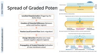 Spread of Graded Potentials
Localized Depolarization (Triggering the
Active Area)
Creation of Potential Difference (Between
active and inactive regions)
Passive Local Current Flow (Ionic migration)
Charge Attraction (Positive ions move
toward negative adjacent regions)
Propagation of Graded Potential (Activation
of new membrane areas)
 
