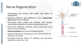 65
Nerve Regeneration
• Macrophages and Schwann cells rapidly clear debris via
phagocytosis.
• Remaining Schwann cells proliferate to form regeneration
tubes (guides for new fibers).
• Denervated distal stumps and Schwann cells increase
neurotrophin production to attract the growing axon tip.
• Perineurium Inhibitory molecules ensure regenerating axons
grow in correct trajectory
• Axonal sprouting occurs from the proximal stump
• Amoeboid Movement of axon tip to move forward within the
Schwann cell column
• Functional Recovery Return of sensation and movement,
though fine control may vary
 