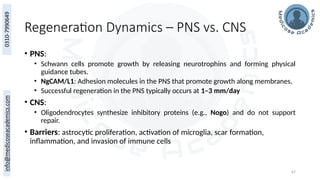 67
Regeneration Dynamics – PNS vs. CNS
• PNS:
• Schwann cells promote growth by releasing neurotrophins and forming physical
guidance tubes.
• NgCAM/L1: Adhesion molecules in the PNS that promote growth along membranes.
• Successful regeneration in the PNS typically occurs at 1–3 mm/day
• CNS:
• Oligodendrocytes synthesize inhibitory proteins (e.g., Nogo) and do not support
repair.
• Barriers: astrocytic proliferation, activation of microglia, scar formation,
inflammation, and invasion of immune cells
 