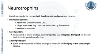 Neurotrophins
• Proteins essential for the survival, development, and growth of neurons.
• Production Sources:
• Astrocytes (common in the CNS).
• Target structures (e.g., muscles innervated by the neuron).
• Neurons themselves.
• Core Function:
• Internalized at nerve endings and transported via retrograde transport to the cell
body to foster protein production.
• Anterograde Role:
• Some are transported to nerve endings to maintain the integrity of the postsynaptic
neuron.
 