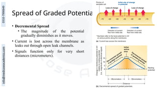 Spread of Graded Potentials
• Decremental Spread
• The magnitude of the potential
gradually diminishes as it moves.
• Current is lost across the membrane as
leaks out through open leak channels.
• Signals function only for very short
distances (micrometers).
 