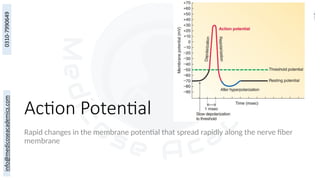 Action Potential
Rapid changes in the membrane potential that spread rapidly along the nerve fiber
membrane
 