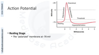 Action Potential
• Resting Stage
• The "polarized" membrane at -70 mV
 