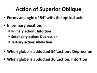 Intortion Action of extraocular muscles and various laws involved | PPTX