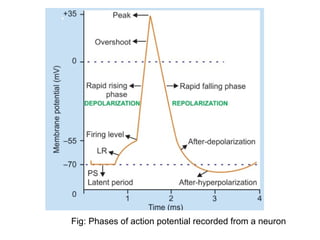 Fig: Phases of action potential recorded from a neuron
 