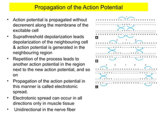 Propagation of the Action Potential
• Action potential is propagated without
decrement along the membrane of the
excitable cell
• Suprathreshold depolarization leads
depolarization of the neighbouring cell
& action potential is generated in the
neighbouring region
• Repetition of the process leads to
another action potential in the region
next to the new action potential, and so
on
• Propagation of the action potential in
this manner is called electrotonic
spread.
• Electrotonic spread can occur in all
directions only in muscle tissue
• Unidirectional in the nerve fiber
 