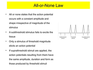 All-or-None Law
• All or none states that the action potential
occurs with a constant amplitude and
shape irrespective of magnitude of the
stimulus
• A subthreshold stimulus fails to excite the
tissue
• Only a stimulus of threshold magnitude
elicits an action potential
• If suprathreshold stimuli are applied, the
action potentials resulting from them have
the same amplitude, duration and form as
those produced by threshold stimuli
 