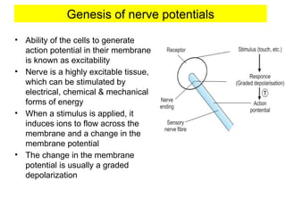 Genesis of nerve potentials
• Ability of the cells to generate
action potential in their membrane
is known as excitability
• Nerve is a highly excitable tissue,
which can be stimulated by
electrical, chemical & mechanical
forms of energy
• When a stimulus is applied, it
induces ions to flow across the
membrane and a change in the
membrane potential
• The change in the membrane
potential is usually a graded
depolarization
 