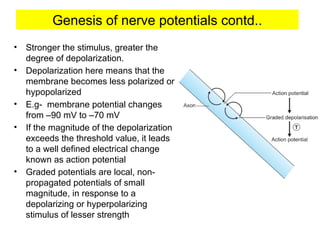 • Stronger the stimulus, greater the
degree of depolarization.
• Depolarization here means that the
membrane becomes less polarized or
hypopolarized
• E.g- membrane potential changes
from –90 mV to –70 mV
• If the magnitude of the depolarization
exceeds the threshold value, it leads
to a well defined electrical change
known as action potential
• Graded potentials are local, non-
propagated potentials of small
magnitude, in response to a
depolarizing or hyperpolarizing
stimulus of lesser strength
Genesis of nerve potentials contd..
 