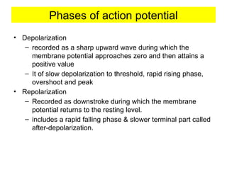 Phases of action potential
• Depolarization
– recorded as a sharp upward wave during which the
membrane potential approaches zero and then attains a
positive value
– It of slow depolarization to threshold, rapid rising phase,
overshoot and peak
• Repolarization
– Recorded as downstroke during which the membrane
potential returns to the resting level.
– includes a rapid falling phase & slower terminal part called
after-depolarization.
 