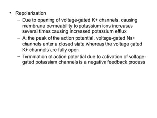 • Repolarization
– Due to opening of voltage-gated K+ channels, causing
membrane permeability to potassium ions increases
several times causing increased potassium efflux
– At the peak of the action potential, voltage-gated Na+
channels enter a closed state whereas the voltage gated
K+ channels are fully open
– Termination of action potential due to activation of voltage-
gated potassium channels is a negative feedback process
 