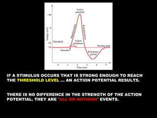 Action potential | PPT