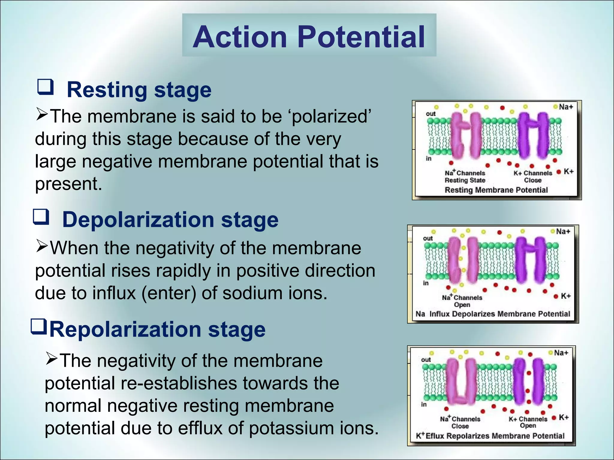 Resting stage
Action Potential
The membrane is said to be ‘polarized’
during this stage because of the very
large negative membrane potential that is
present.
Depolarization stage
When the negativity of the membrane
potential rises rapidly in positive direction
due to influx (enter) of sodium ions.
Repolarization stage
The negativity of the membrane
potential re-establishes towards the
normal negative resting membrane
potential due to efflux of potassium ions.