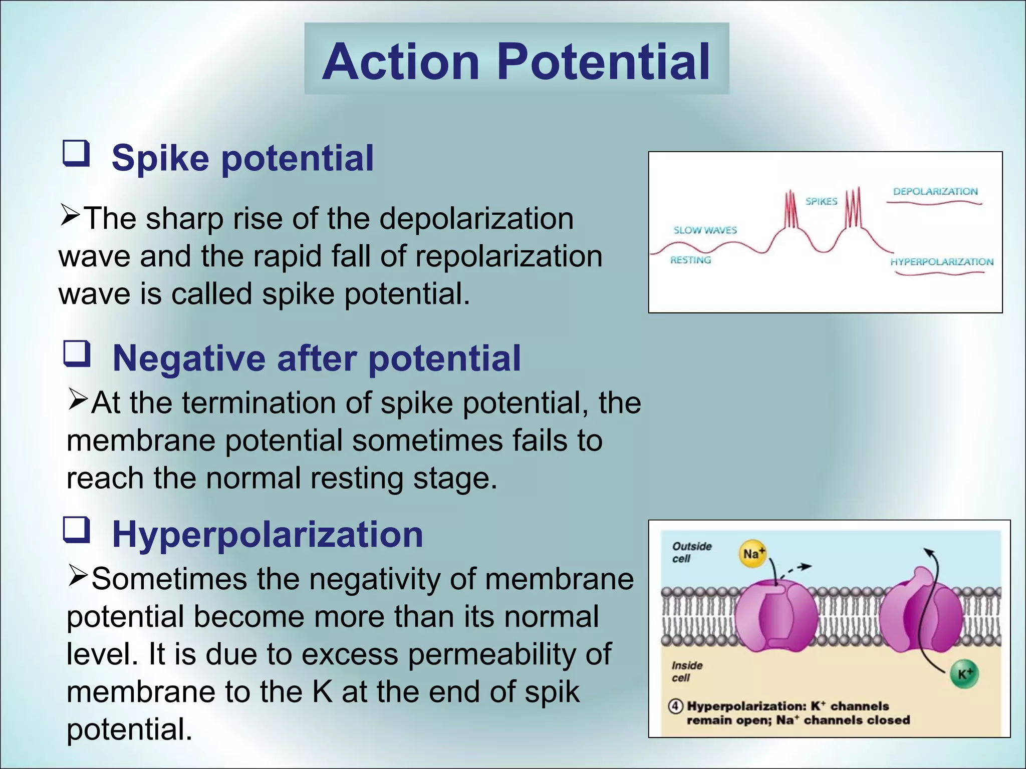 Action Potential
Spike potential
The sharp rise of the depolarization
wave and the rapid fall of repolarization
wave is called spike potential.
Negative after potential
At the termination of spike potential, the
membrane potential sometimes fails to
reach the normal resting stage.
Hyperpolarization
Sometimes the negativity of membrane
potential become more than its normal
level. It is due to excess permeability of
membrane to the K at the end of spik
potential.