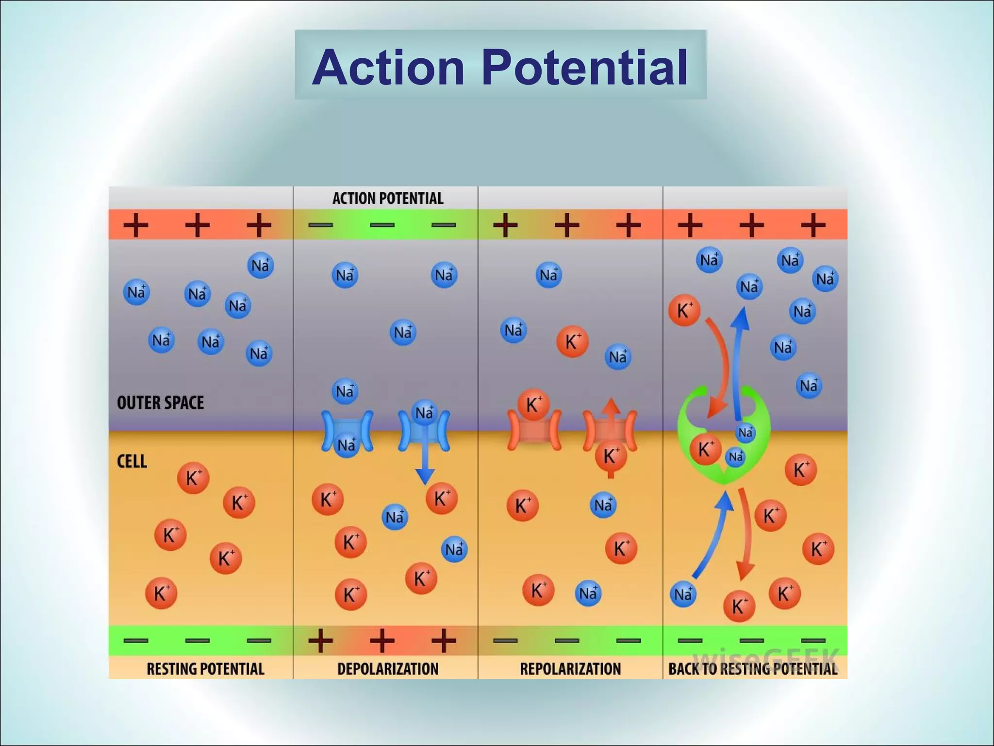Action Potential