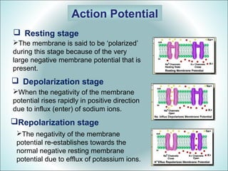 Action potential by Hamidul Kowsar | PPT