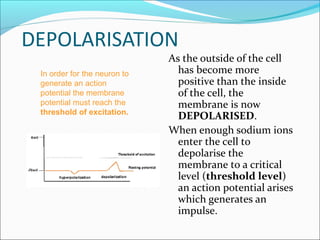 Action potential | PPT