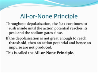 Action potential | PPT