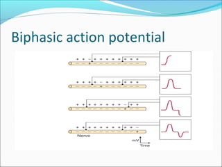 Triphasic Action Potential Action potential | PPT