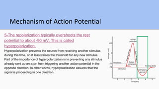 Action potential  Slide 28