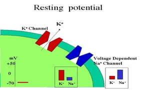 ELECTRICAL CURRENTWhen a continuous path is connected between the terminals of a battery,
we have an electric circuit. Whe...