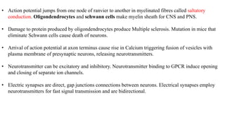 • Action potential jumps from one node of ranvier to another in myelinated fibres called saltatory
conduction. Oligondendrocytes and schwann cells make myelin sheath for CNS and PNS.
• Damage to protein produced by oligondendrocytes produce Multiple sclerosis. Mutation in mice that
eliminate Schwann cells cause death of neurons.
• Arrival of action potential at axon terminus cause rise in Calcium triggering fusion of vesicles with
plasma membrane of presynaptic neurons, releasing neurotransmitters.
• Neurotransmitter can be excitatory and inhibitory. Neurotransmitter binding to GPCR induce opening
and closing of separate ion channels.
• Electric synapses are direct, gap junctions connections between neurons. Electrical synapses employ
neurotransmitters for fast signal transmission and are bidirectional.
 