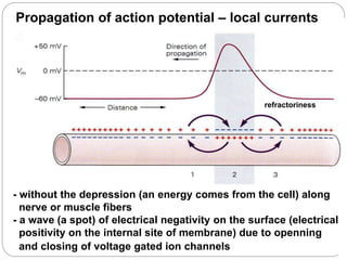 - without the depression (an energy comes from the cell) along
nerve or muscle fibers
- a wave (a spot) of electrical negativity on the surface (electrical
positivity on the internal site of membrane) due to openning
and closing of voltage gated ion channels
Propagation of action potential – local currents
refractoriness
 
