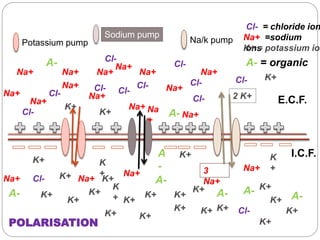 Na+
Na+
Na+
Na+
Na+
Na+
Na+ =sodium
ions
Na+
Na+
Na+
Na+
Na+
Na+
Na+
Na+
Na
+
Na+
Cl-
Cl- Cl-
Cl-
Cl-
Cl-
Cl-
Cl-
Cl- = chloride ion
Cl- Cl-
Cl-
Cl-
K+K+
K+
K+
K+
2 K+
K+
K+
K+
K+
K+
K+
K+
K
+
K+
K+
K+
K+
K+ = potassium ion
K+
K
+
K
+
K+
K+ K+
K+K+
K+
Na+
3
Na+
A- = organic
A-
A-
A-
A
-
A- A- A-
A-
E.C.F.
I.C.F.
Potassium pump
Sodium pump
Na/k pump
Na+
POLARISATION
 