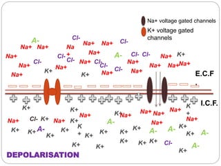 Na+
Na+
Na+
Na
+
Na+ Na+
Na+
Na+
Na+
Na+
Na+
Na+Na+
Na+
Na+
Na+
Cl-
Cl-
Cl-Cl-
Cl-
Cl-
Cl-
Cl-
Cl- Cl-
Cl-
Cl-
K+K+
K+
K+
K+
K+
K+
K+
K+
K+
K+
K+
K
+
K+
K+
K+
K+
K+
K
+
K+
K+
K+ K+K+
K+
K+
Na+
A-
A-
A-
A-
A-
A- A-
A-
E.C.F
.
I.C.F.
K+ voltage gated
channels
Na+
Na+
Na+
Na+Na+ Na+
Na+
Na+
Na+
Na+
DEPOLARISATION
Na+ voltage gated channels
 