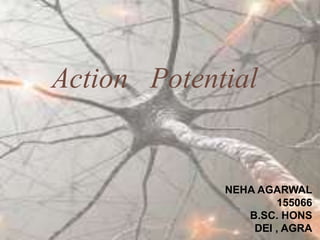 Action Potential
NEHA AGARWAL
155066
B.SC. HONS
DEI , AGRA
 