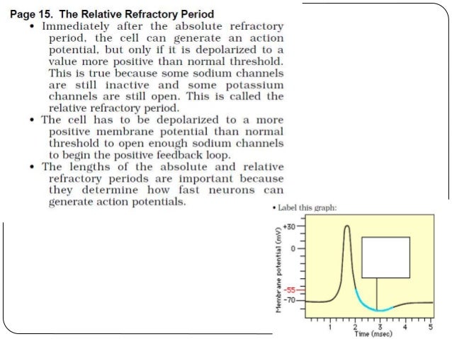 all or none principle action potential all or none principle action potential