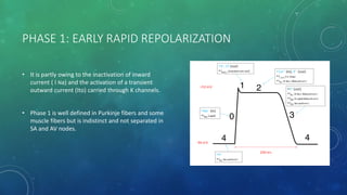 cardiac action potential | PPTX