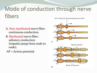 Action potential and Resting membrane potential, Excitability, Action ...