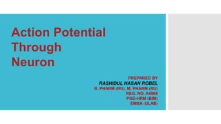 Action Potential
Through
Neuron
PREPARED BY
RASHIDUL HASAN ROBEL
B. PHARM (RU), M. PHARM (RU)
REG. NO. A4968
PGD-HRM (BIM)
EMBA (ULAB)
 