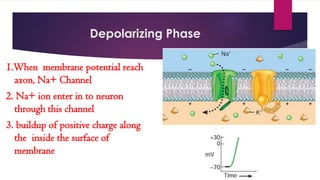 Depolarizing Phase
1.When membrane potential reach
axon, Na+ Channel
2. Na+ ion enter in to neuron
through this channel
3. buildup of positive charge along
the inside the surface of
membrane
 