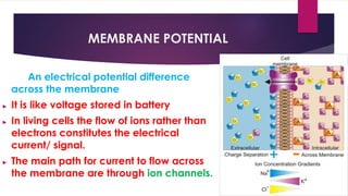 MEMBRANE POTENTIAL
An electrical potential difference
across the membrane
► It is like voltage stored in battery
► In living cells the flow of ions rather than
electrons constitutes the electrical
current/ signal.
► The main path for current to flow across
the membrane are through ion channels.
 