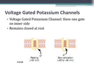 Voltage Gated Potassium Channels
• Voltage Gated Potassium Channel: Have one gate
on inner side
• Remains closed at rest
 
