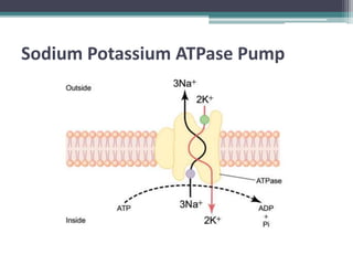 Sodium Potassium ATPase Pump
 