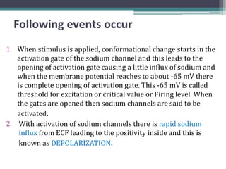 Following events occur
1. When stimulus is applied, conformational change starts in the
activation gate of the sodium channel and this leads to the
opening of activation gate causing a little influx of sodium and
when the membrane potential reaches to about -65 mV there
is complete opening of activation gate. This -65 mV is called
threshold for excitation or critical value or Firing level. When
the gates are opened then sodium channels are said to be
activated.
2. With activation of sodium channels there is rapid sodium
influx from ECF leading to the positivity inside and this is
known as DEPOLARIZATION.
 