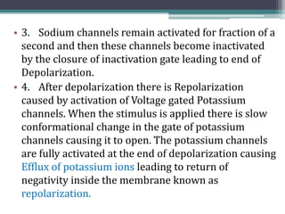 • 3. Sodium channels remain activated for fraction of a
second and then these channels become inactivated
by the closure of inactivation gate leading to end of
Depolarization.
• 4. After depolarization there is Repolarization
caused by activation of Voltage gated Potassium
channels. When the stimulus is applied there is slow
conformational change in the gate of potassium
channels causing it to open. The potassium channels
are fully activated at the end of depolarization causing
Efflux of potassium ions leading to return of
negativity inside the membrane known as
repolarization.
 